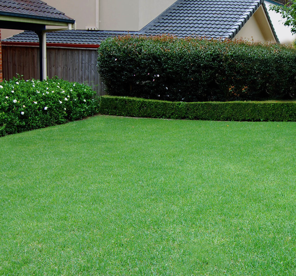 Купить рулонный газон в Сочи