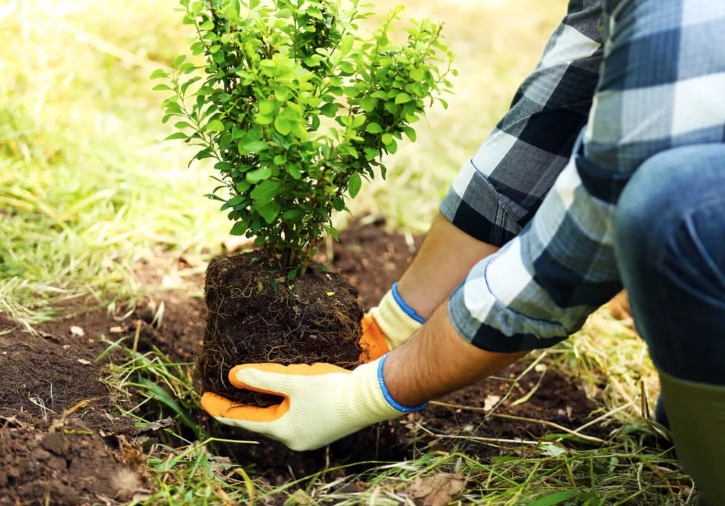 Посадка деревьев и кустарников