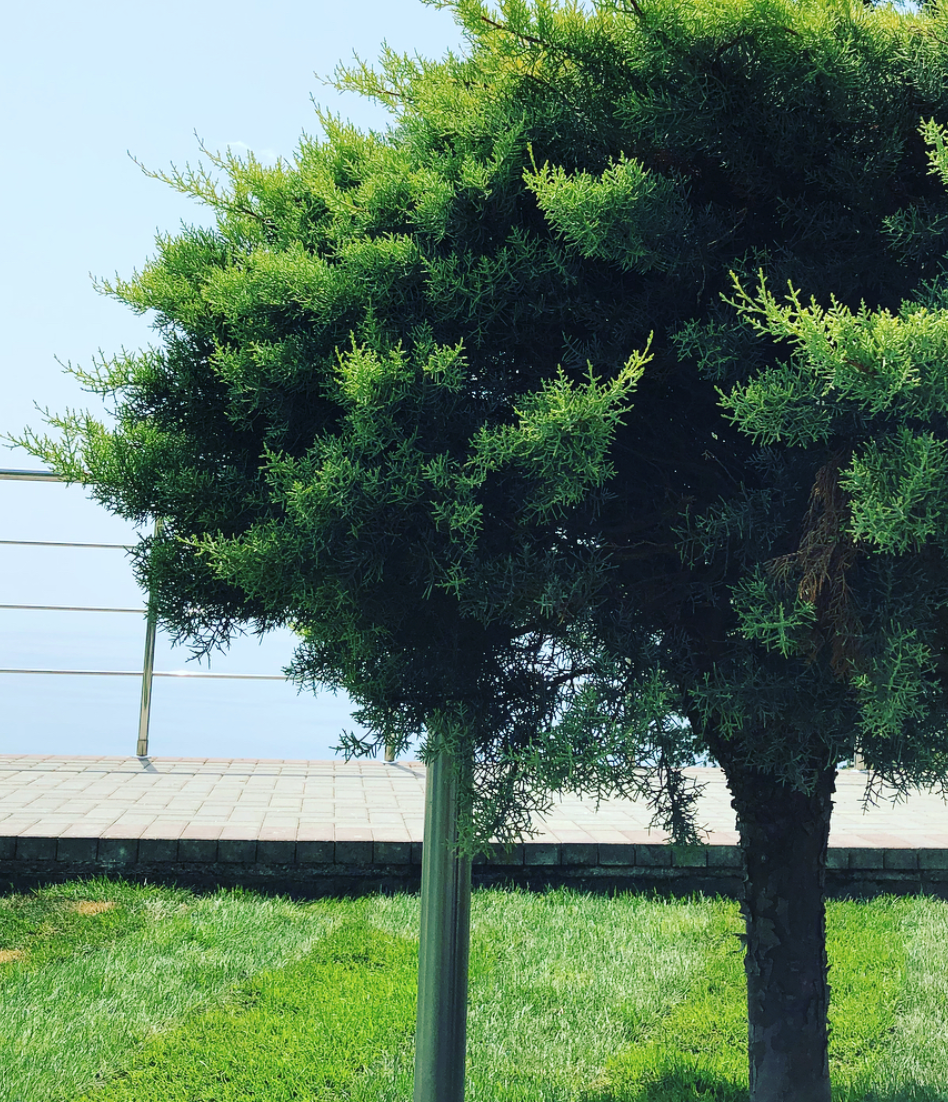 Обрезка деревьев.